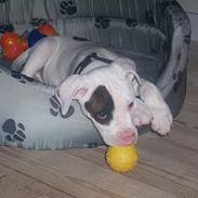 Amerikansk bulldog Malou