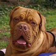 Dogue de bordeaux Kriton