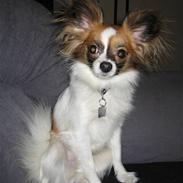 Papillon My