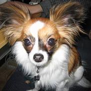 Papillon My