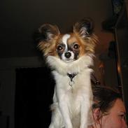 Papillon My