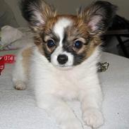 Papillon My