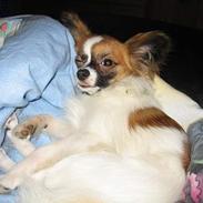 Papillon My