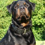 Rottweiler jack