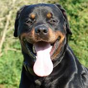 Rottweiler jack