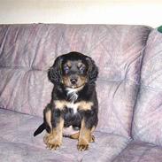 Blanding af racer nala