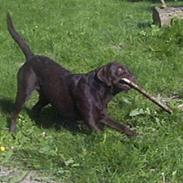 Labrador retriever Buster(væk s. 28/4-2007)