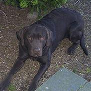 Labrador retriever Buster(væk s. 28/4-2007)