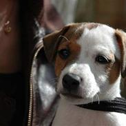 Jack russell terrier Felix