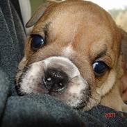 Engelsk bulldog Bertha Margrethe Juncher 