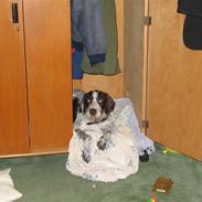 Ruhåret hønsehund Freja + 2008+