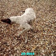 Ruhåret hønsehund Freja + 2008+