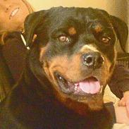 Rottweiler Jason