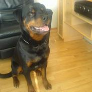 Rottweiler Jason