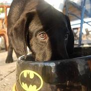 Labrador retriever (Formel 1) Buddy