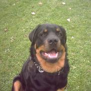 Rottweiler REX