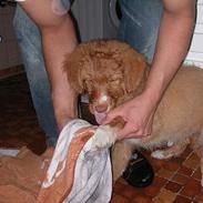 Nova scotia duck tolling retriever Løvmosen´s Red Percy