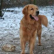 Golden retriever August