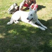 Hvid schæfer Charlie