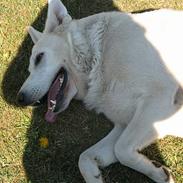 Hvid schæfer Charlie