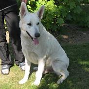 Hvid schæfer Charlie