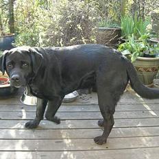 Labrador retriever Balou