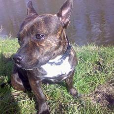 Staffordshire bull terrier Tutzie