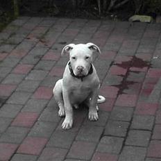 Dogo argentino MØFFE 