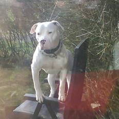 Dogo argentino MØFFE 
