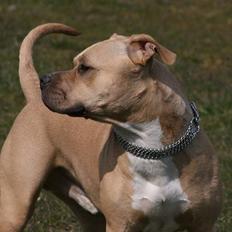 Amerikansk staffordshire terrier ~¤ DJANGO ¤~