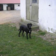 Blanding af racer mille/ myzze