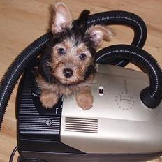 Australsk terrier Bastian & Terry