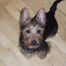 Australsk terrier Bastian & Terry