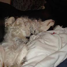 Cavalier king charles spaniel lady