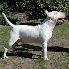 Bullterrier                    *RIP* Joker