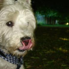 West highland white terrier Turbo (Død: 25/7-08)
