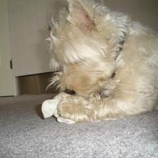 West highland white terrier Turbo (Død: 25/7-08)