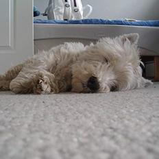 West highland white terrier Turbo (Død: 25/7-08)