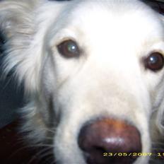 Blanding af racer nikita