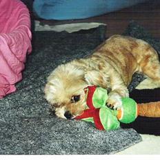 Shih tzu Emma R.I.P