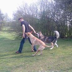 Blanding af racer Beauty