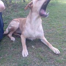 Blanding af racer Beauty