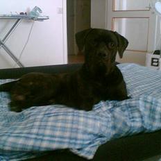 Bullmastiff Tarzan R.I.P. =(