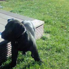 Bullmastiff Tarzan R.I.P. =(