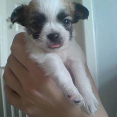 Chihuahua Niño