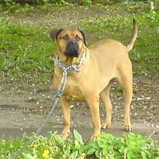 Blanding af racer molly (R.I.P 11-01/08) 