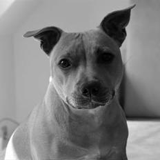 Staffordshire bull terrier Bailey