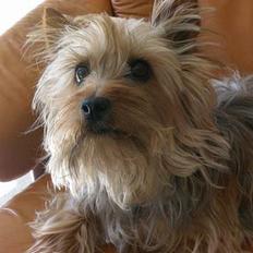 Australian silky terrier nadia