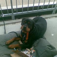 Rottweiler Tarzan