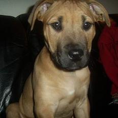 Amerikansk staffordshire terrier Kali